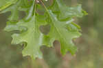 Texas red oak